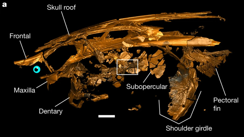3D reconstruction of paddlefish