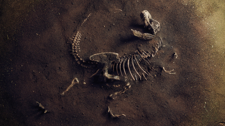 T-rex Tyrannosaurus rex fossil