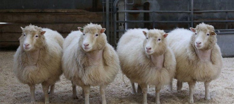 sheep clones
