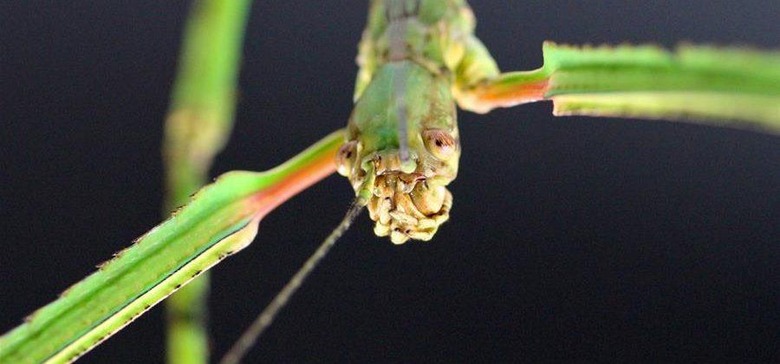 Newly discovered stick insect is world's longest at over half a meter