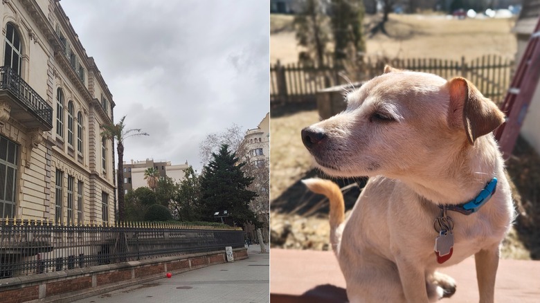 Photos of a building and a dog