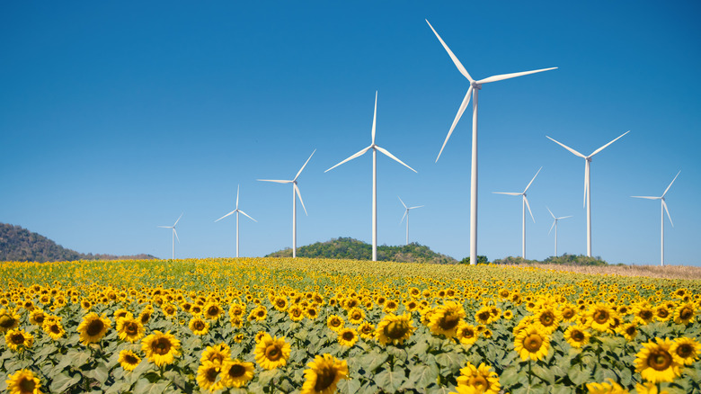 An onshore wind turbine farm surrounded by sunflowers