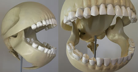 pac-man skeleton