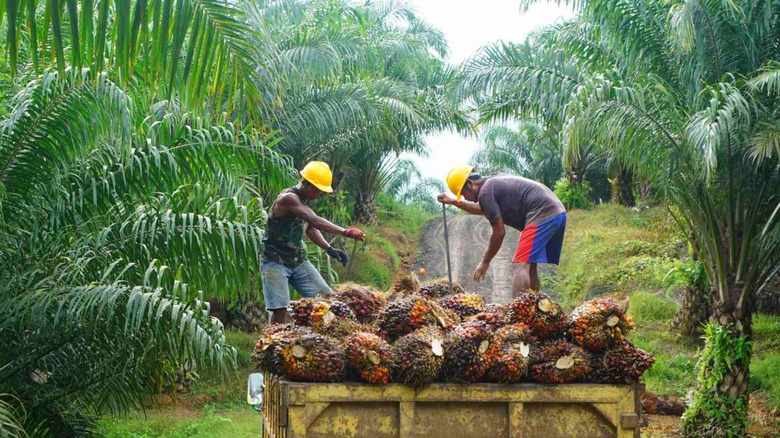 Men harvesting palm fruit