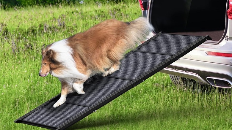 dog doing down ramp