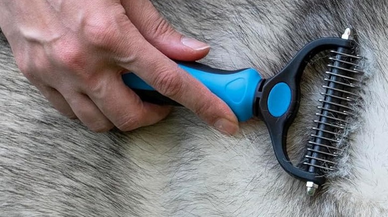 person holding pet rake