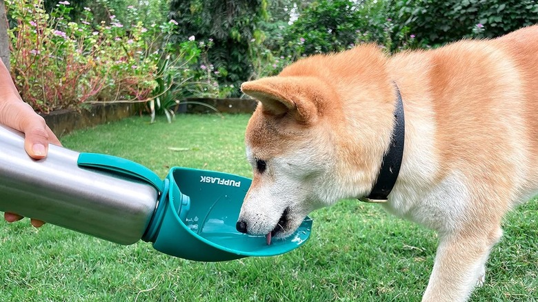 dog drinking from pup flask