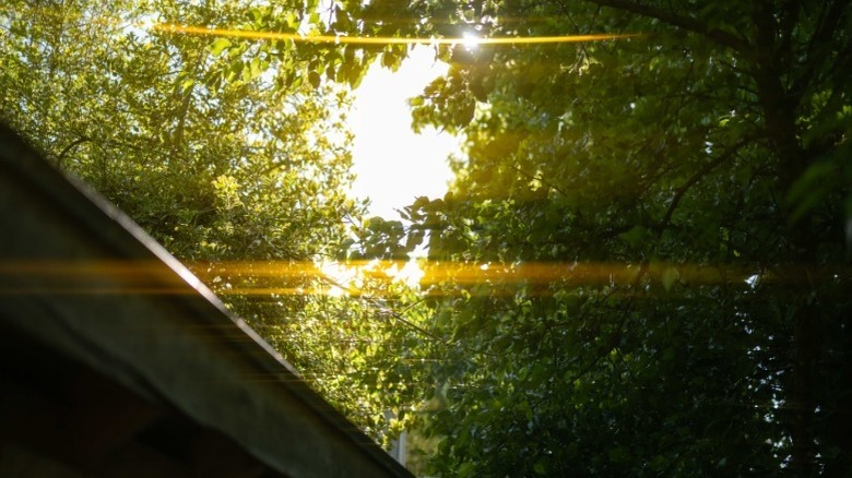 photo of light coming through trees