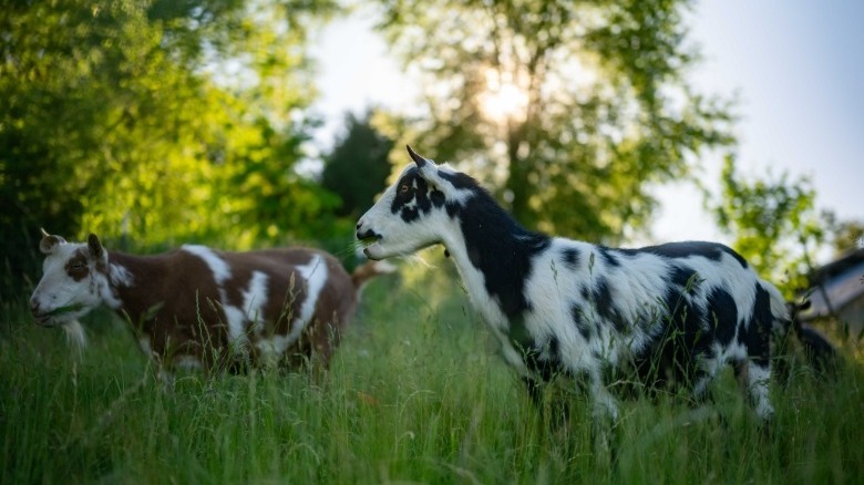 photo of goats eating grass