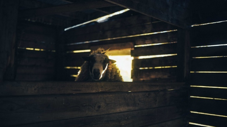 Photo of sheep in barn