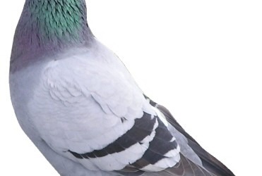 Pigeon