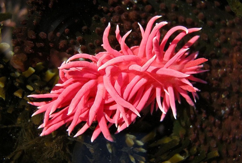 pink_sea_slug