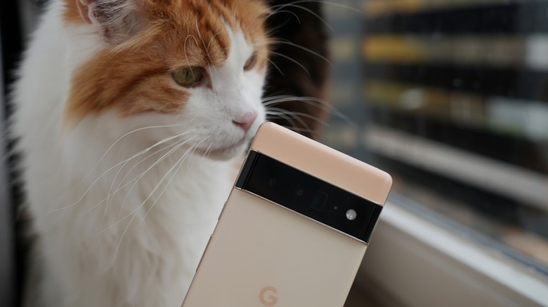 Cat by Google Pixel