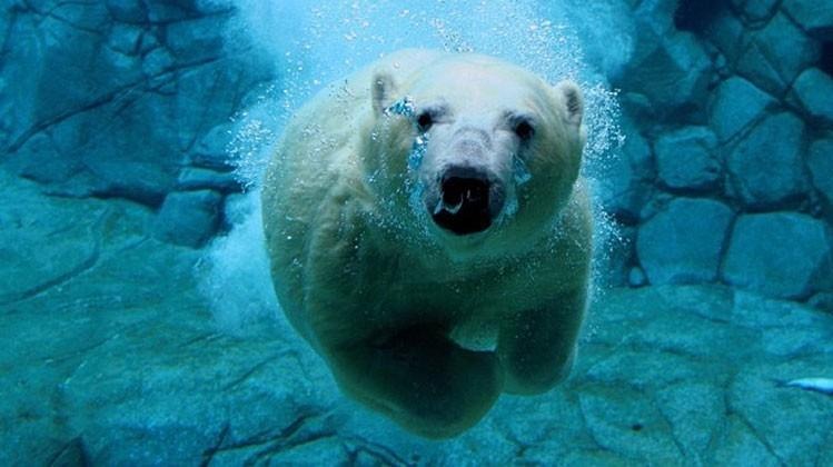 polar_bear