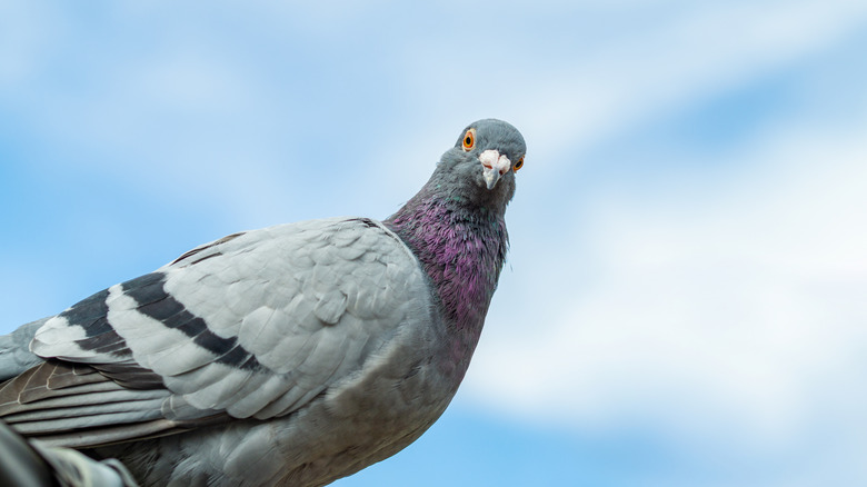 pigeon stare