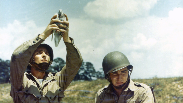 pigeon wwii