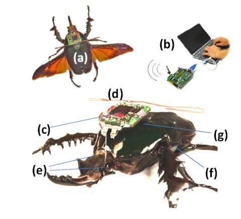 radio-controlled_beetle