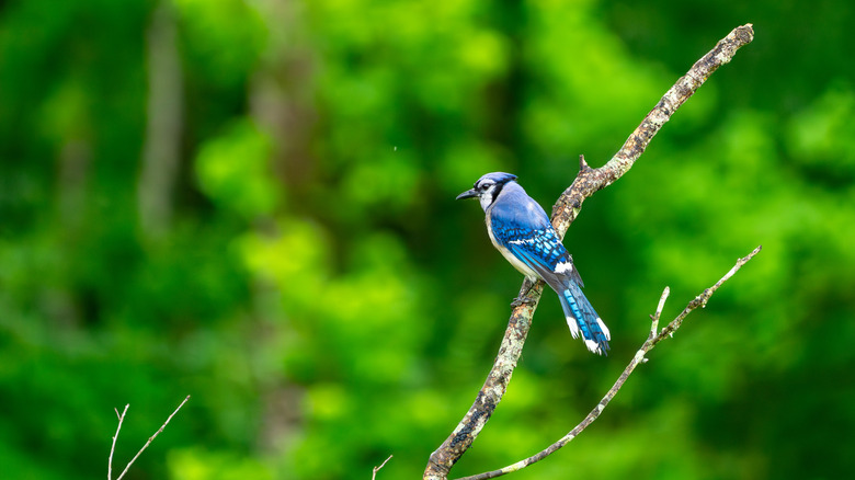 Blue jay sitting on branch