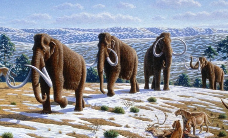 03-25-2015 2 woolly mammoth