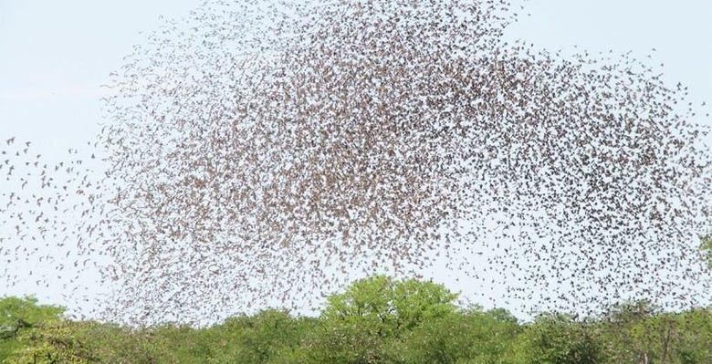 flock