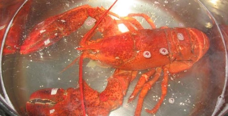 lobster-820