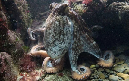 https://www.slashgear.com/researchers-develop-3d-morphing-material-inspired-by-cephalopods-12503767/