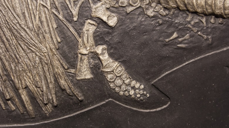 Detail of an ichthyosaur fossil