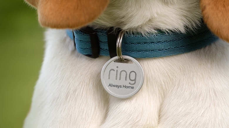 Ring Pet Tag Places QR Code for Easier Tracking: No GPS or