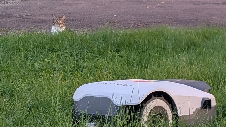 Cat looking at robot lawn mower.