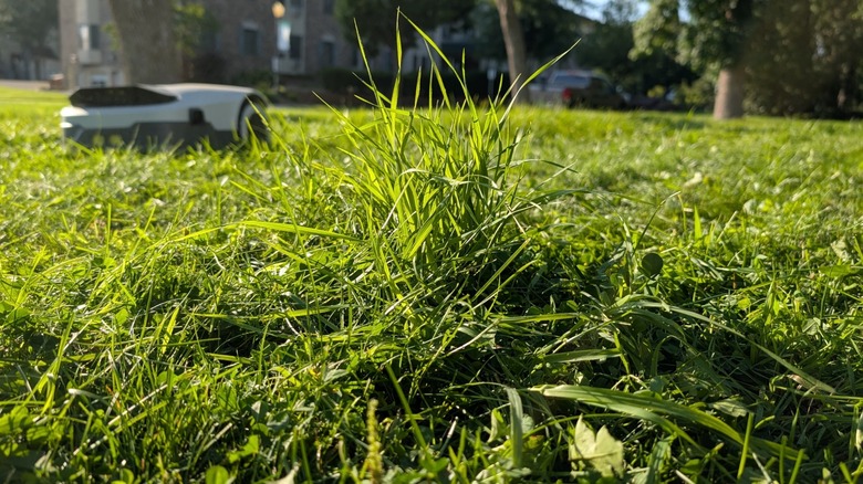 Green grass with robot lawn mower in background.