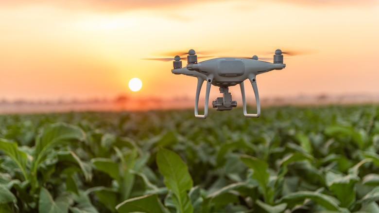 Drone over crop field