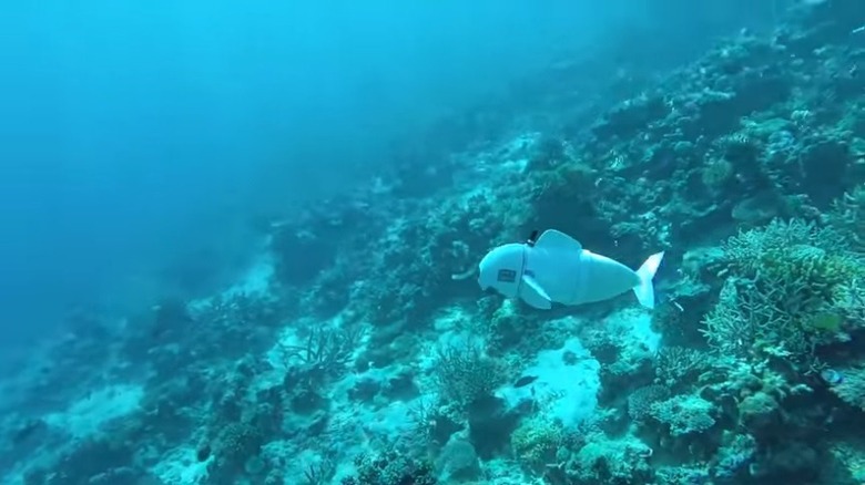 SoFi robot fish