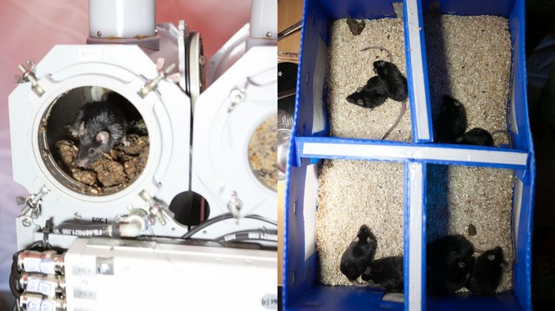 Composite image showing rodents at home in a plastic octagon on the left and rodents in rectangular compartments on the right.