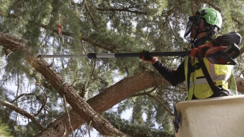 Man cutting tree limb with tree trimmer