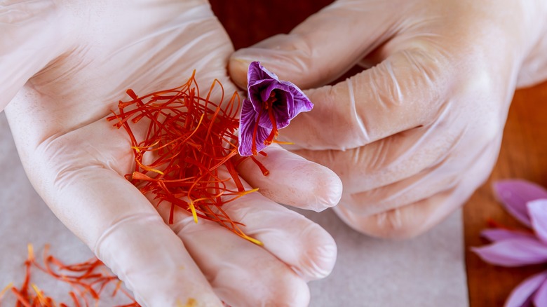 Gloved hands holding saffron 