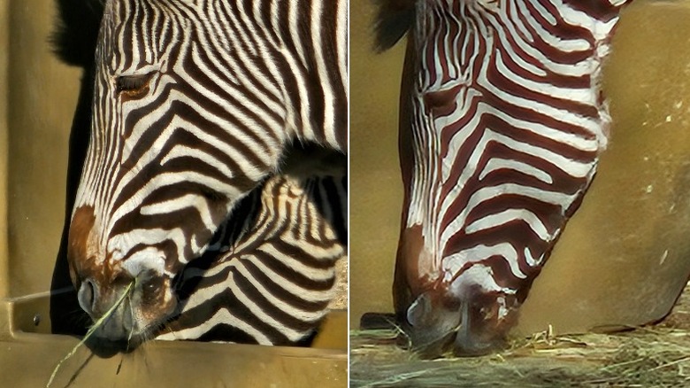 Zebras