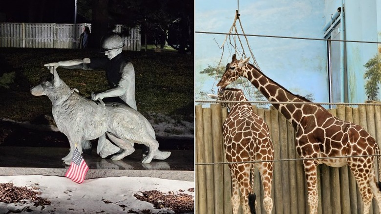 photos of animals