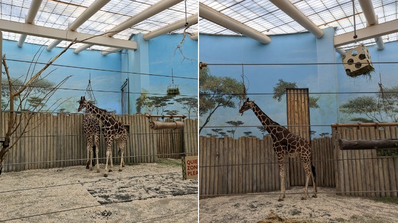 giraffes