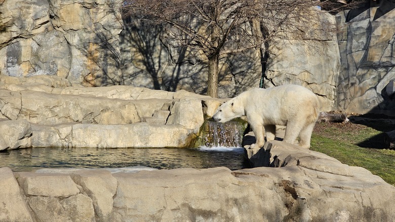 Polar bear
