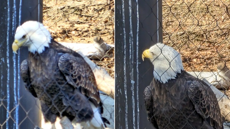 eagles
