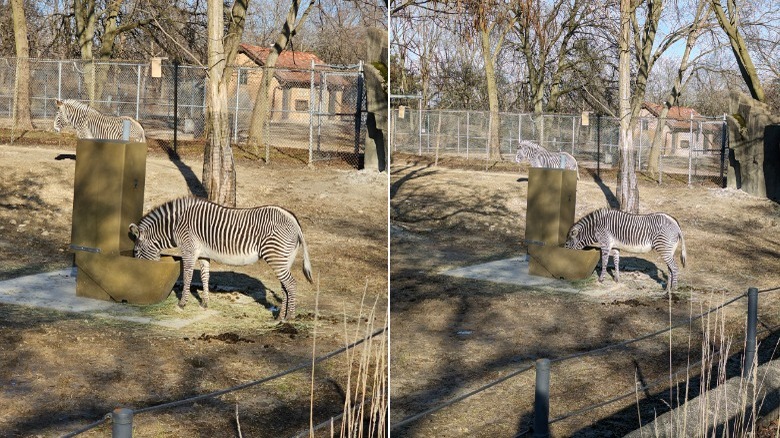 zebras