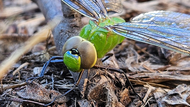 dragonfly
