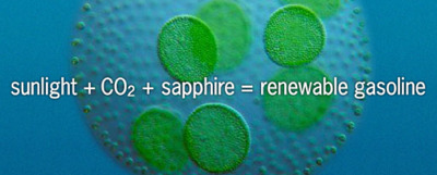 Sapphire Energy renewable gasoline