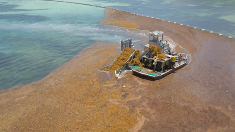 brown seaweed sargassum crisis cleanup