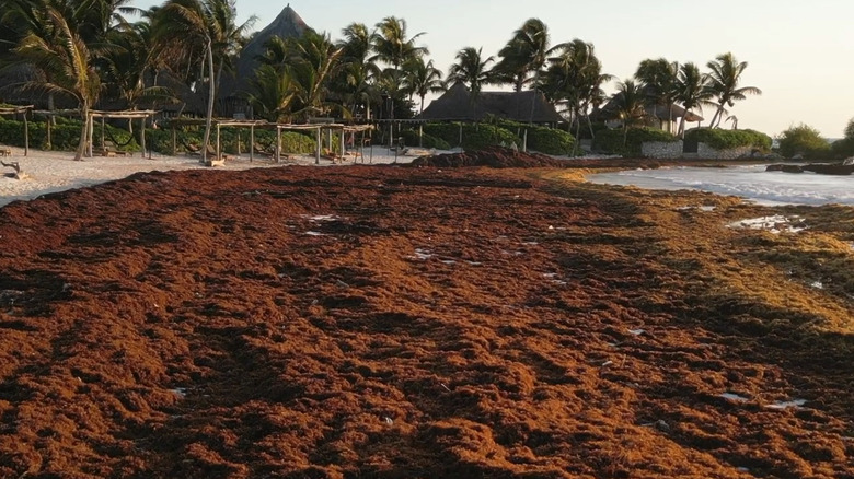 brown seaweed on shore of beach