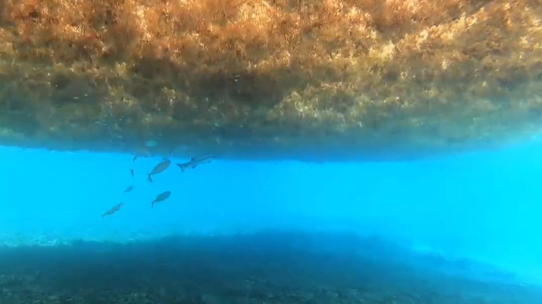 brown seaweed floating in ocean