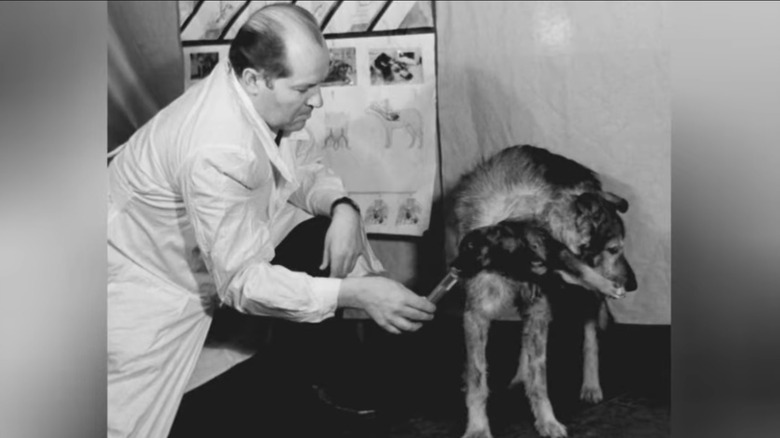 Demikhov's two-headed dog
