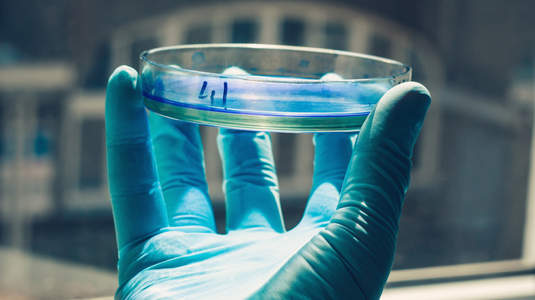 Hand holding petri dish