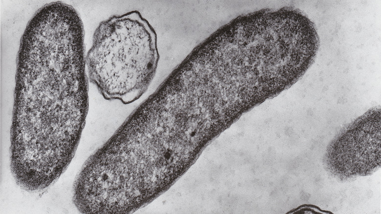 Microscopic bacteria image
