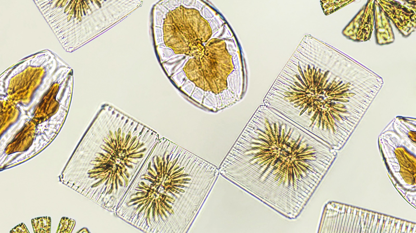 Cientistas afirmam que estudar a evolução de micróbios antigos pode ajudar na busca por vida alienígena Cientistas afirmam que estudar a evolução de micróbios antigos pode ajudar na busca por vida alienígena